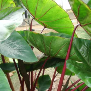 Colocasia esculenta 'Hawaiian Punch', Taro 'Hawaiian Punch', Elephant Ears 'Hawaiian Punch', evergreen perennial, red stems
