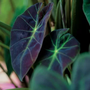 Colocasia esculenta 'Illustris', Taro 'Illustris', Elephant Ears 'Illustris', evergreen perennial, Bicolor leaves, Black Leaves
