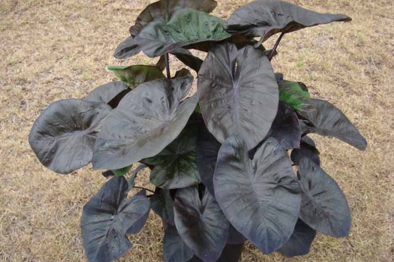 Colocasia esculenta 'Kona Coffee', Taro 'Kona Coffee', Elephant Ears 'Kona Coffee', dark leaves, evergreen perennial,