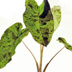 Colocasia esculenta 'Mojito', Taro 'Mojito', Elephant Ears 'Mojito', evergreen perennial, Bicolor leaves, Black Leaves
