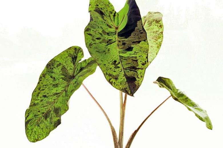 Colocasia esculenta 'Mojito', Taro 'Mojito', Elephant Ears 'Mojito', evergreen perennial, Bicolor leaves, Black Leaves