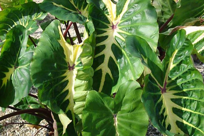 Colocasia esculenta 'White Lava', Taro 'White Lava', Elephant Ears 'White Lava', evergreen perennial, variegated leaves