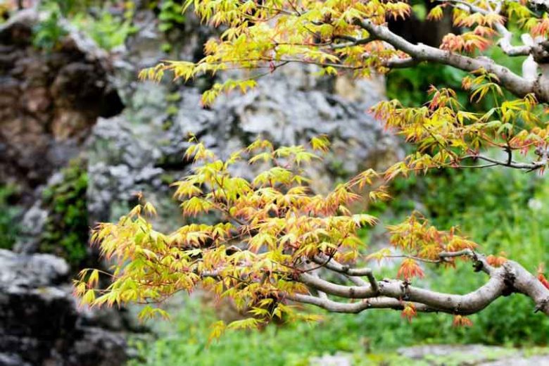 Acer palmatum, Acer palmatum dissectum, Acer shirasawanum, Plant Combinations, Spring Combinations, Summer Combinations, Fall Combinations
