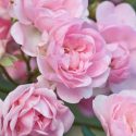 Combining Roses and Clematis, Mixing clematis and roses, Growing clematis and roses, Clematis and Roses Combinations, Clematis and Roses Combinations, Late Large Flowering Clematis, Viticella Clematis