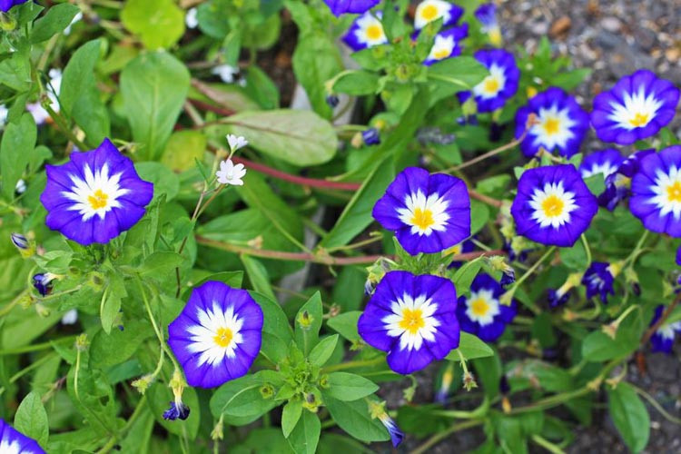 Convolvulus Tricolor 'Blue Ensign', Dwarf Morning Glory 'Blue Ensign', Mediterranean Plants, Drought Tolerant plant, Blue Flowers,Convolvulus minor 'Blue Ensign'
