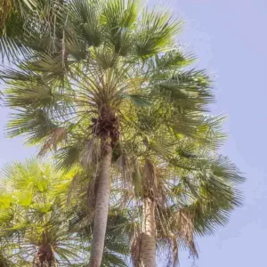 Caranday Palm, Wax Palm, Copernicia australis, Copernicia ramulosa