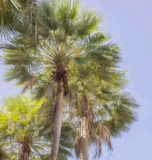 Caranday Palm, Wax Palm, Copernicia australis, Copernicia ramulosa