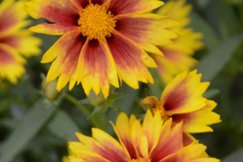 Coreopsis 'Enchanted Eve', Tickseed 'Enchanted Eve', 'Enchanted Eve' Tickseed, Li' l Bang Series, Drought tolerant plants, dry soil plants, heat tolerant plants, humidity tolerant plants, Yellow flowers, Red flowers, Bicolor flowers
