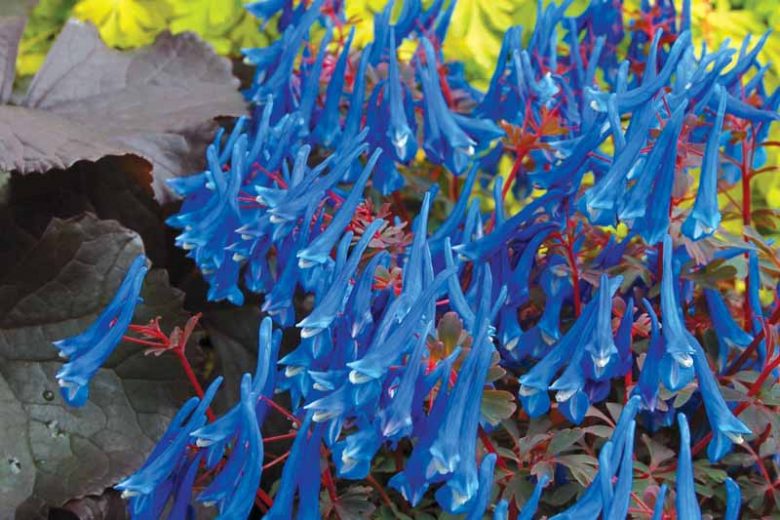 Corydalis curviflora subsp. rosthornii 'Blue Heron', Fumewort 'Fumewort 'Blue Heron', Fumitory 'Blue Heron', Corydalis 'Blue Heron'', Blue Fumewort, Blue Flowers