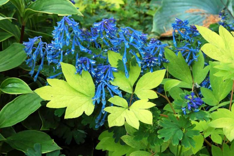 Corydalis elata, Fumewort, Fumitory, Blue Corydalis, Blue Fumewort, Blue Flowers