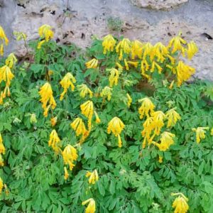 Corydalis lutea, Fumewort, Fumitory, Yellow Corydalis, Yellow Fumewort, Yellow Flowers