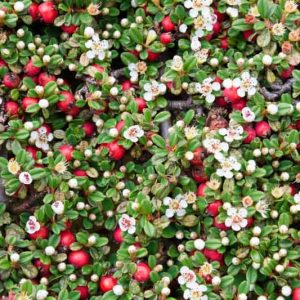 Cotoneaster dammeri, Bearberry Cotoneaster, Cotoneaster humifusa, Cotoneaster humifusus, Evergreen Shrub, Hardy Shrub, Shrub with berries, Red Berries, Evergreen Groundcover