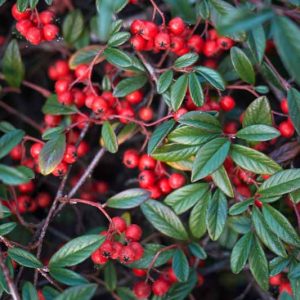 Cotoneaster salicifolius, Willow Leaf Cotoneaster, Willow-Leaved Cotoneaster, Evergreen Shrub, Hardy Shrub, Shrub with berries, Red Berries,