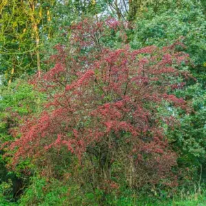 Crataegus crus-galli, Cockspur Hawthorn, Cockspur Thorn, Red fruit, red berries, Winter fruits, White flowers,