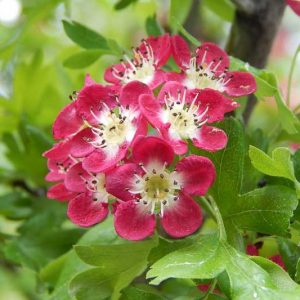 Crataegus laevigata 'Punicea', Midland Hawthorn 'Punicea',English Hawthorn 'Punicea', Red fruit, red berries, Winter fruits, Red flowers,
