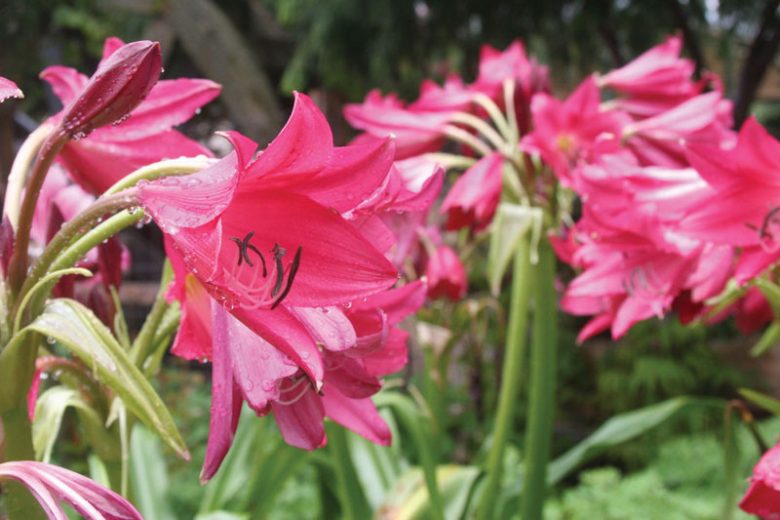 Crinum Ellen Bosanquet, Swamp Lily, Crinum x powellii, late summer flowers, Fragrant flowers, Pink Crinum, Pink Flowers