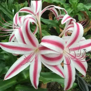 Crinum Stars and Stripes, Milk and Wine Lily, Swamp Lily, Stars and Stripes Lily, Fragrant flowers, Pink Crinum, Pink Flowers