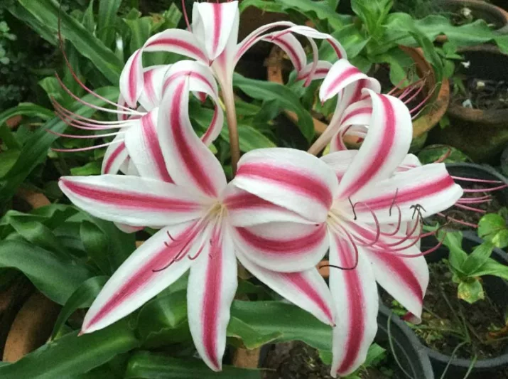 Crinum Stars and Stripes, Milk and Wine Lily, Swamp Lily, Stars and Stripes Lily, Fragrant flowers, Pink Crinum, Pink Flowers