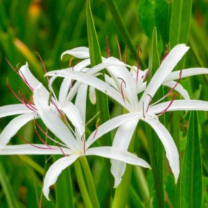 Crinum americanum, Swamp Lily, Florida Swamp Lily, Southern Swamp Lily, Spider Lily, Water Spider Lily, American Crinum Lily, Seven Sisters, String Lily, Crinum Lily, late summer flowers, Fragrant flowers, White Crinum, White Flowers