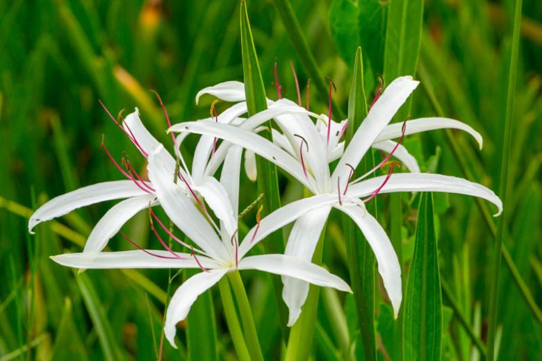 Crinum americanum, Swamp Lily, Florida Swamp Lily, Southern Swamp Lily, Spider Lily, Water Spider Lily, American Crinum Lily, Seven Sisters, String Lily, Crinum Lily, late summer flowers, Fragrant flowers, White Crinum, White Flowers