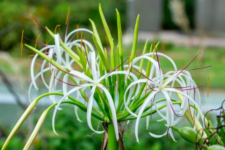 Crinum asiaticum, Poison Bulb, Asiatic Poison Bulb, Spider Lily, Mangrove Lily, Swamp Lily, late summer flowers, Fragrant flowers, White Crinum, White Flowers