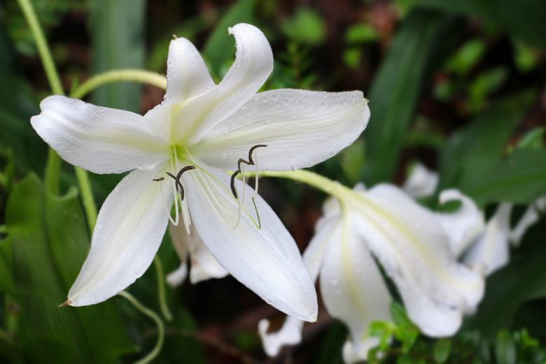 Crinum moorei, Natal Lily, Moore's Crinum Lily, summer flowers, Fragrant flowers, White Crinum, White Flowers