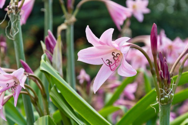 Crinum × powellii , Swamp Lily, Crinum × powellii Pink, Crinum × powellii 'Roseum', late summer flowers, Fragrant flowers