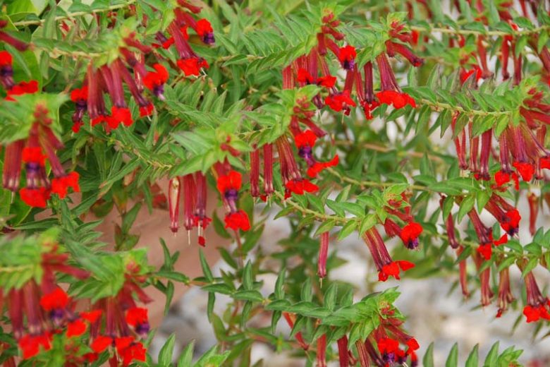Cuphea llavea, Red Cuphea, Red Flowers