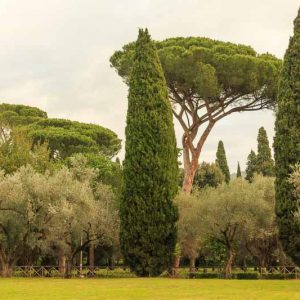 Cupressus sempervirens, Italian Cypress, Mediterranean Cypress, Evergreen Tree, Evergreen Conifer,