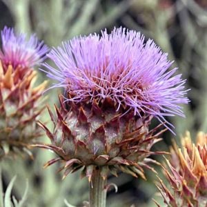 Cynara cardunculus, Globe Artichoke, Cardoon, Prickly Artichoke, Purple flowers, Drought Tolerant plant, AGM plant