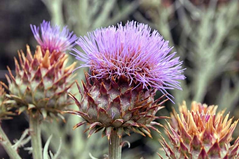 Cynara cardunculus, Globe Artichoke, Cardoon, Prickly Artichoke, Purple flowers, Drought Tolerant plant, AGM plant