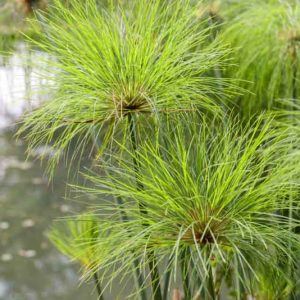 Cyperus papyrus, Papyrus, Egyptian Paper Reed, Egyptian Paper Rush,  Paper Reed, Indian Matting Plant, Nile Grass, Aquatic Perennial, Pond Plant
