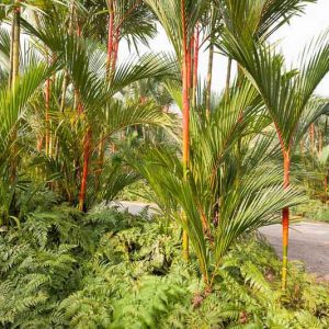 Cyrtostachys renda, Lipstick Palm, Red Sealing Wax Palm, Rajah Wax Palm, Maharajah Palm, Red Candle Wax Palm, Sumatra Wax Palm, Sealing Wax Palm, Red Palm, Tropical Palm