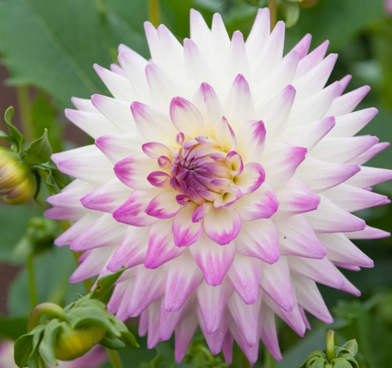 Dahlia 'Jura'