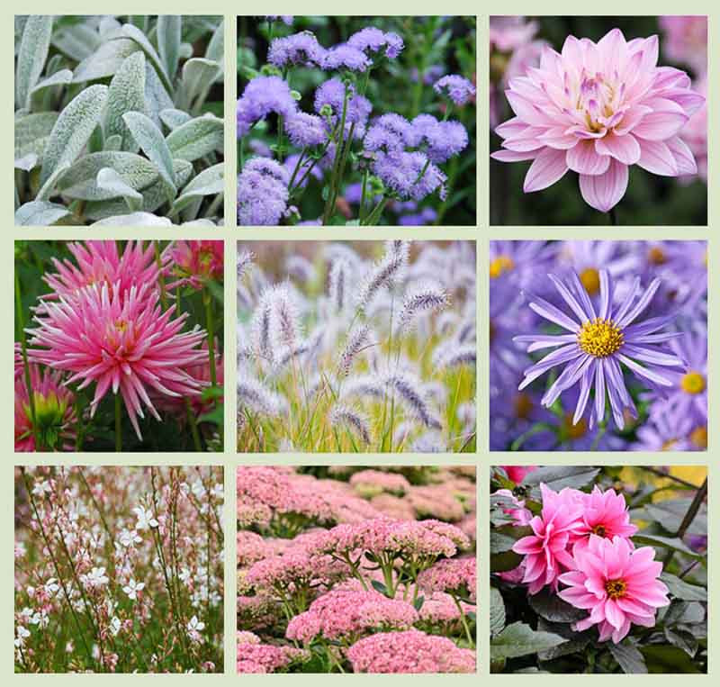 Dahlias and Companion Plants - Pink & Blue Theme