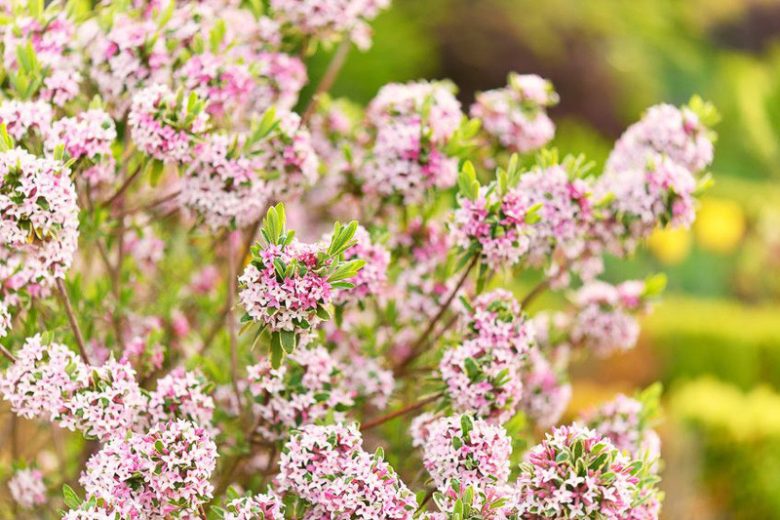 Daphne × burkwoodii 'Carol Mackie', Daphne 'Carol Mackie', Burkwood Daphne 'Carol Mackie', Fragrant shrub, Flowering Shrub, Pink Flowers