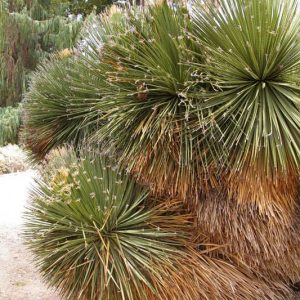 Dasylirion serratifolium, Desert Spoon, Sandpaper Sotol, Dasylirion laxiflorum, Roulinia serratifolia, Yucca serratifolia