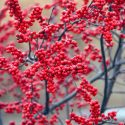 Winter Garden, Fall Garden, Early Spring Garden, Shrubs with berries, deciduous shrubs, Red Berries, Red Fruit, Ilex, Holly, Hollies