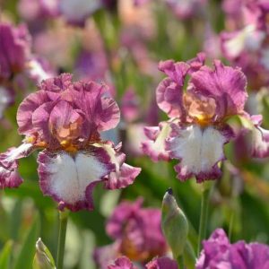 Dwarf Bearded German Iris – Purple & White Perennial Rhizome Live Plant