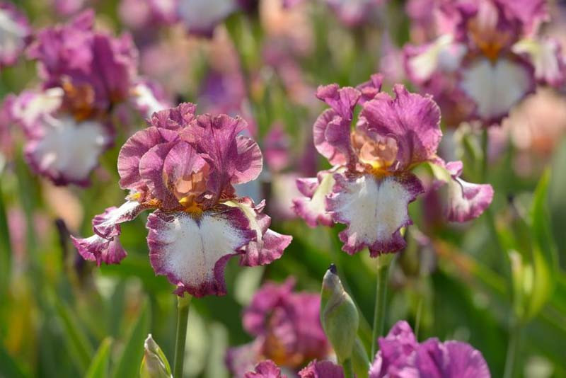 Delightfully Fragrant Bearded Irises