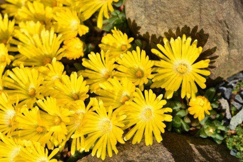 Delosperma 'Gold Nugget', Ice Plant 'Gold Nugget', Ice Plant, Drought tolerant perennials, Yellow perennial flowers, succulent, Low maintenance perennial, perennial ground cover