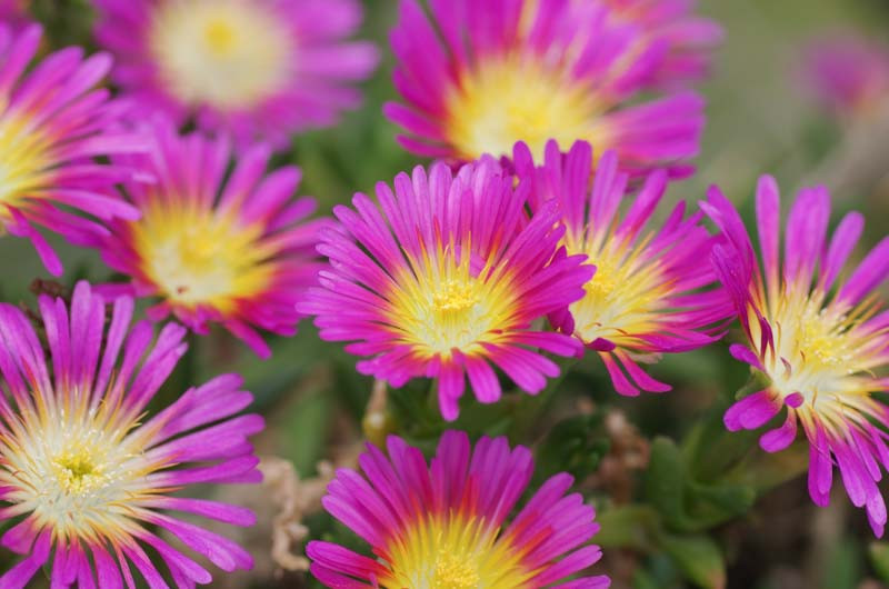 Delosperma 'Wheels of Wonder - Hot Pink Wonder' (Ice Plant)