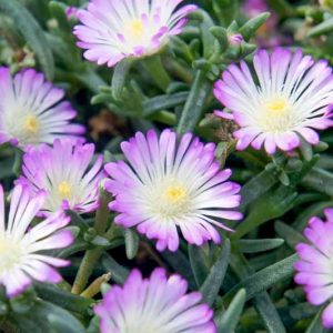 Delosperma 'Wheels of Wonder - Violet Wonder', Ice Plant 'Violet Wonder', 'Violet Wonderr' Ice Plant, Drought tolerant perennials, Purple perennial flowers, Evergreen perennial, Low maintenance perennial, perennia