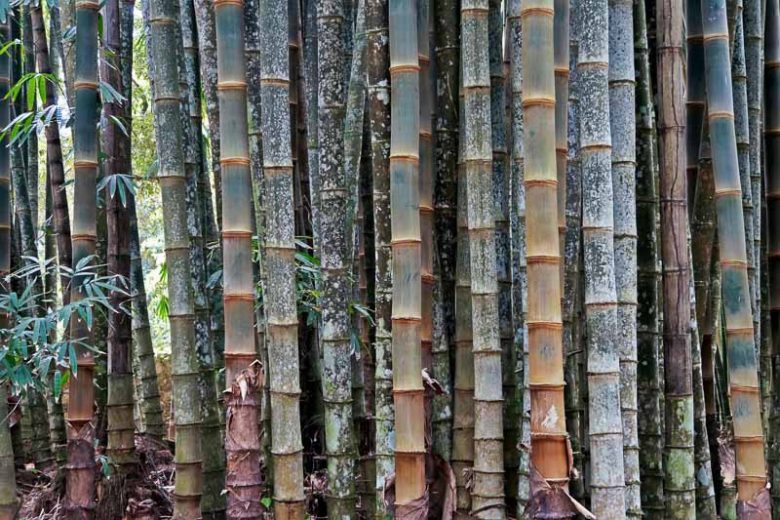 Dendrocalamus giganteus, Giant Bamboo, Kyo-Chikue, Giant Timber Bamboo, Dragon Bamboo, Clumping Bamboo, Evergreen Bamboo, Shade plants, shade perennial, plants for shade, plants for wet soil