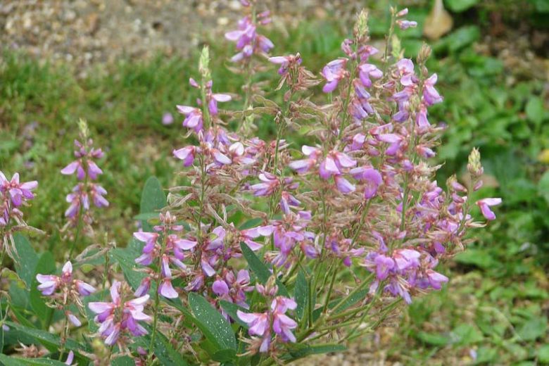 Desmodium canadense, Showy Tick Trefoil, Purple flowers, Purple perennials, Butterfly Pant, Pollinator Plant