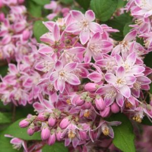 Deutzia Magicien, Flowering Shrub, bicolor flowers, bicolor Deutzia, Pink Deutzia, Pink Flowers
