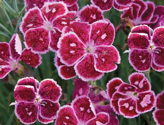 Dianthus 'Fire and Ice', Pink 'Fire and Ice', Fire and Ice Pink, Red Flowers, Red Dianthus, White Flowers, White Dianthus,White Garden Pink