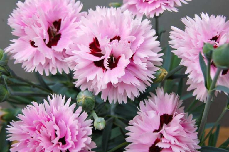 Dianthus 'Fizzy', Pink 'Fizzy', Fizzy Pink, Red Flowers, Red Dianthus, Pink Flowers, Pink Dianthus, Bicolor Flowers, Bicolor Dianthus