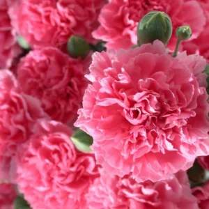 Dianthus 'Pink Fizz', Pink 'Pink Fizz', Pink Fizz Pink, Salmon Flowers, Salmon Dianthus, Pink Flowers, Pink Dianthus,Pink Garden Pink