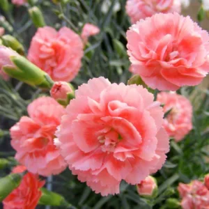 Dianthus 'Romance', Pink 'Romance', Romance Pink, Salmon Flowers, Salmon Dianthus, Pink Flowers, Pink Dianthus,Pink Garden Pink